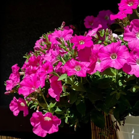 An Der Abzucht Apartamento Goslar